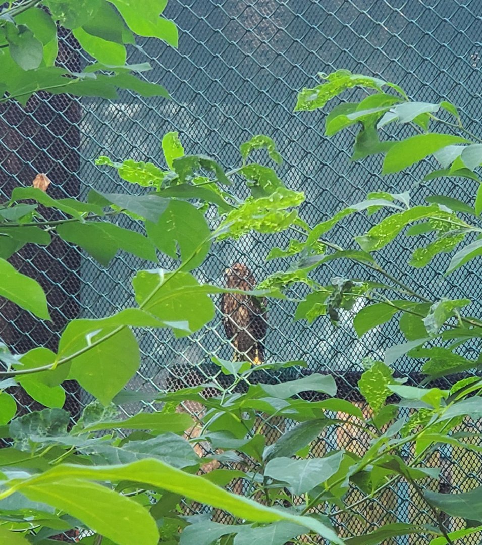 The Raptor Trust (2022) - Northern Harrier