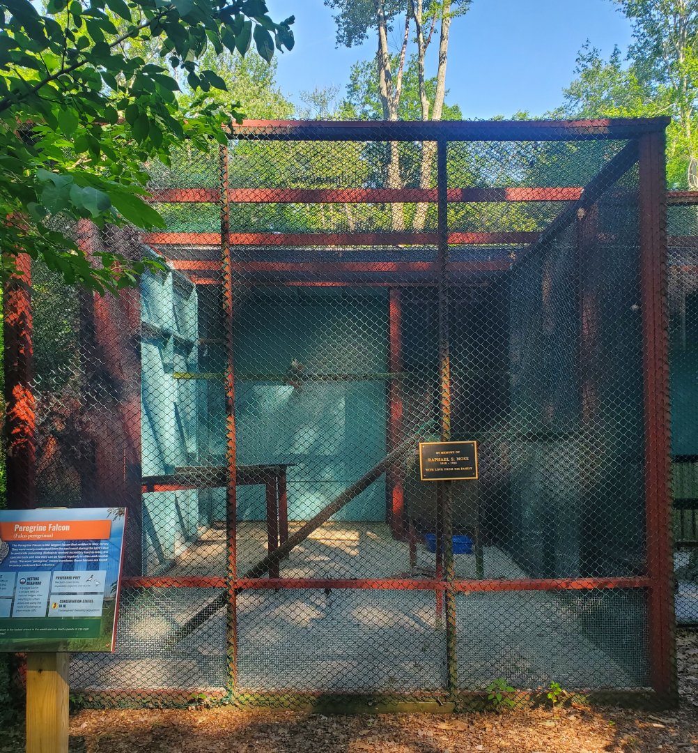 The Raptor Trust (2022) - Peregrine Falcon enclosure