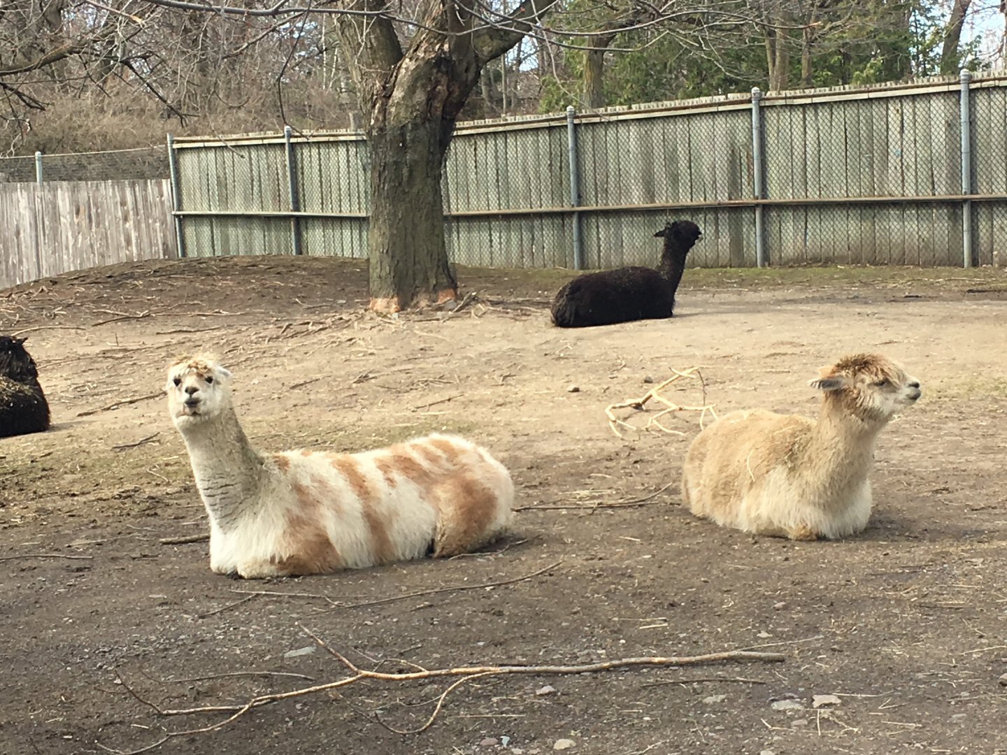 The Rare Asian Alpaca