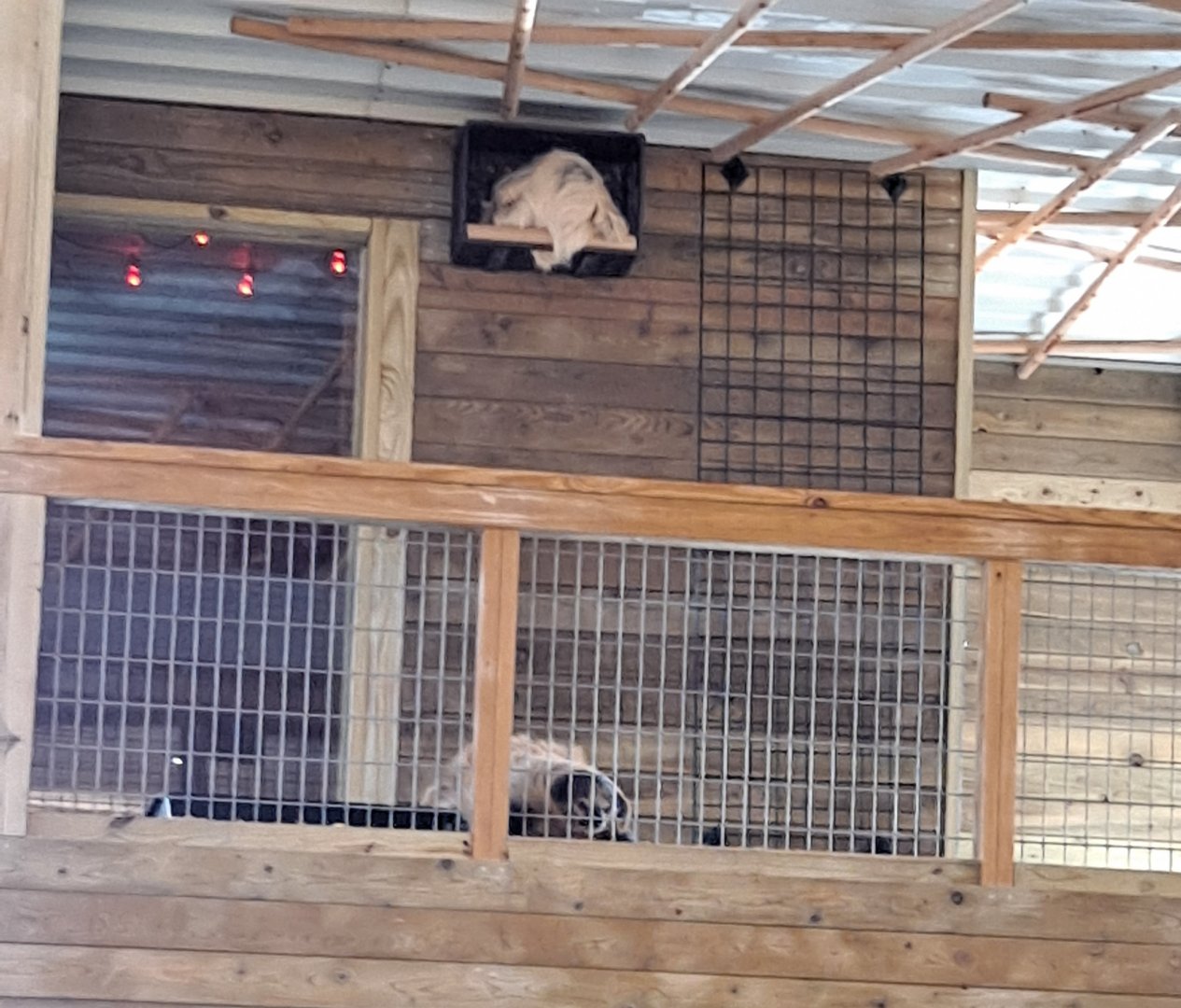 The rare sight of a sloth doing business (1/25/25)