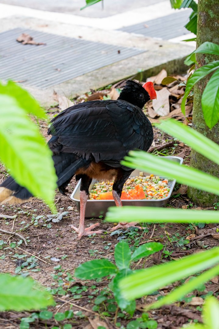 The razor-billed curassow (Mitu tuberosum)