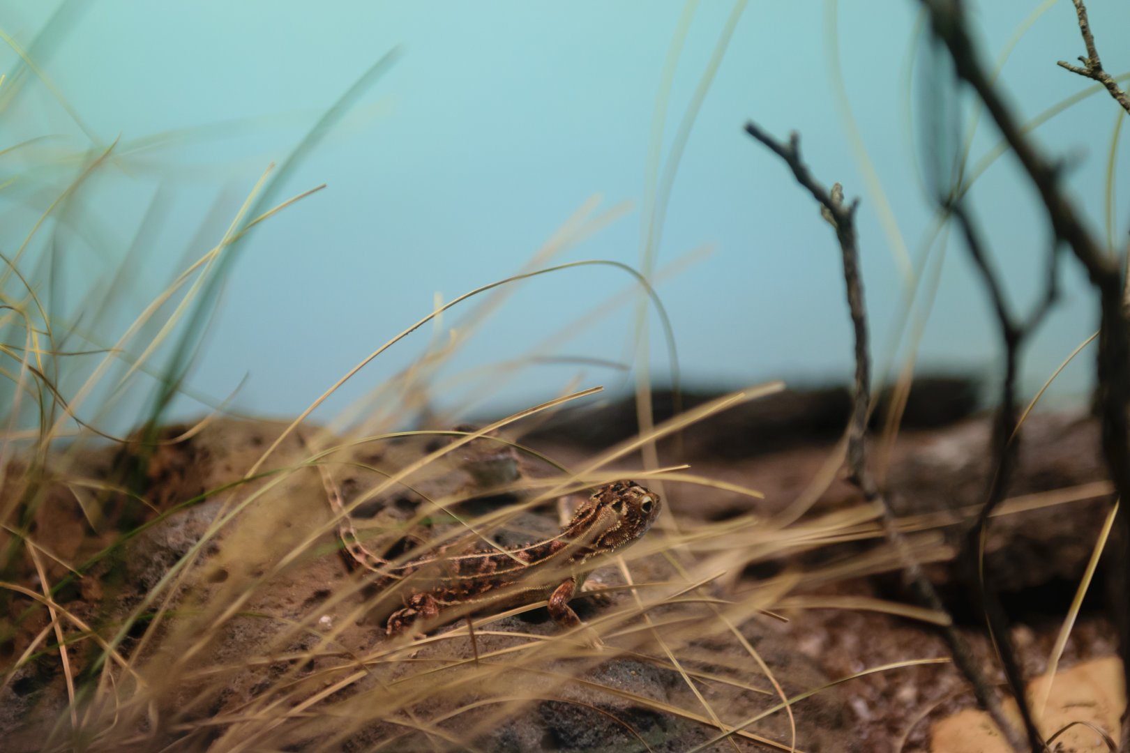 The recently rediscovered Victorian Grassland Earless Dragon