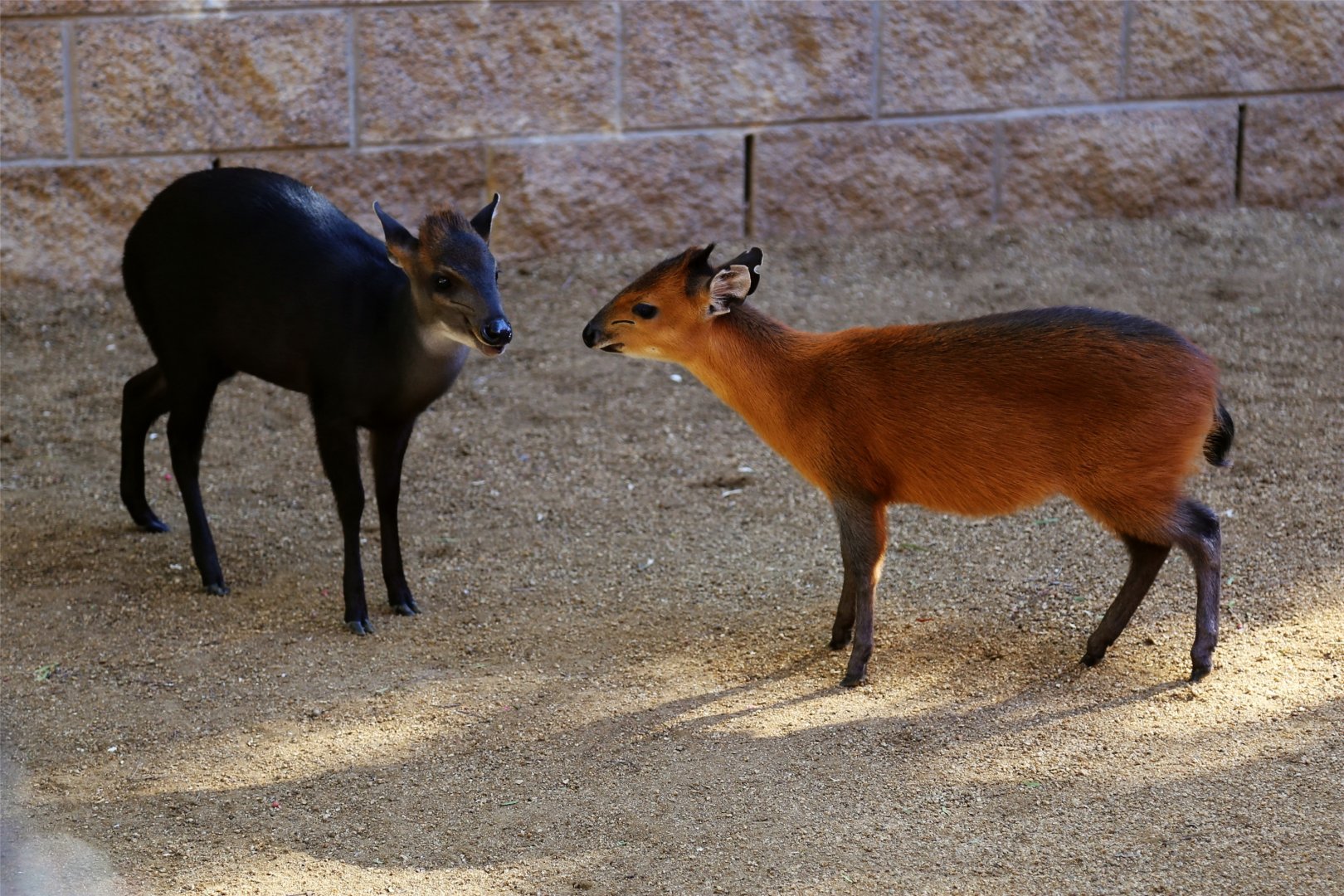 The Red and The Black