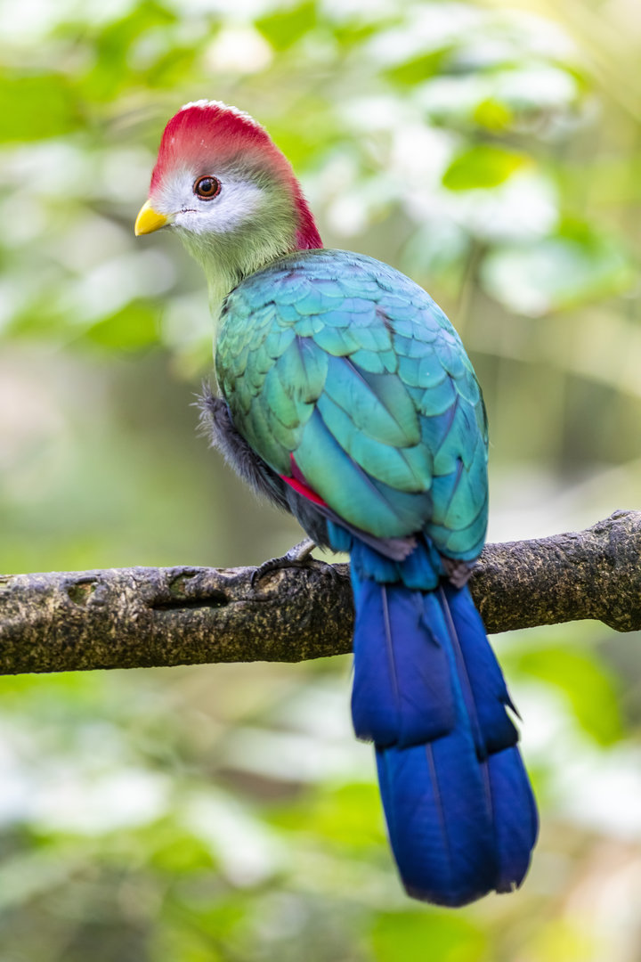 The red-crested turaco (Tauraco erythrolophus)