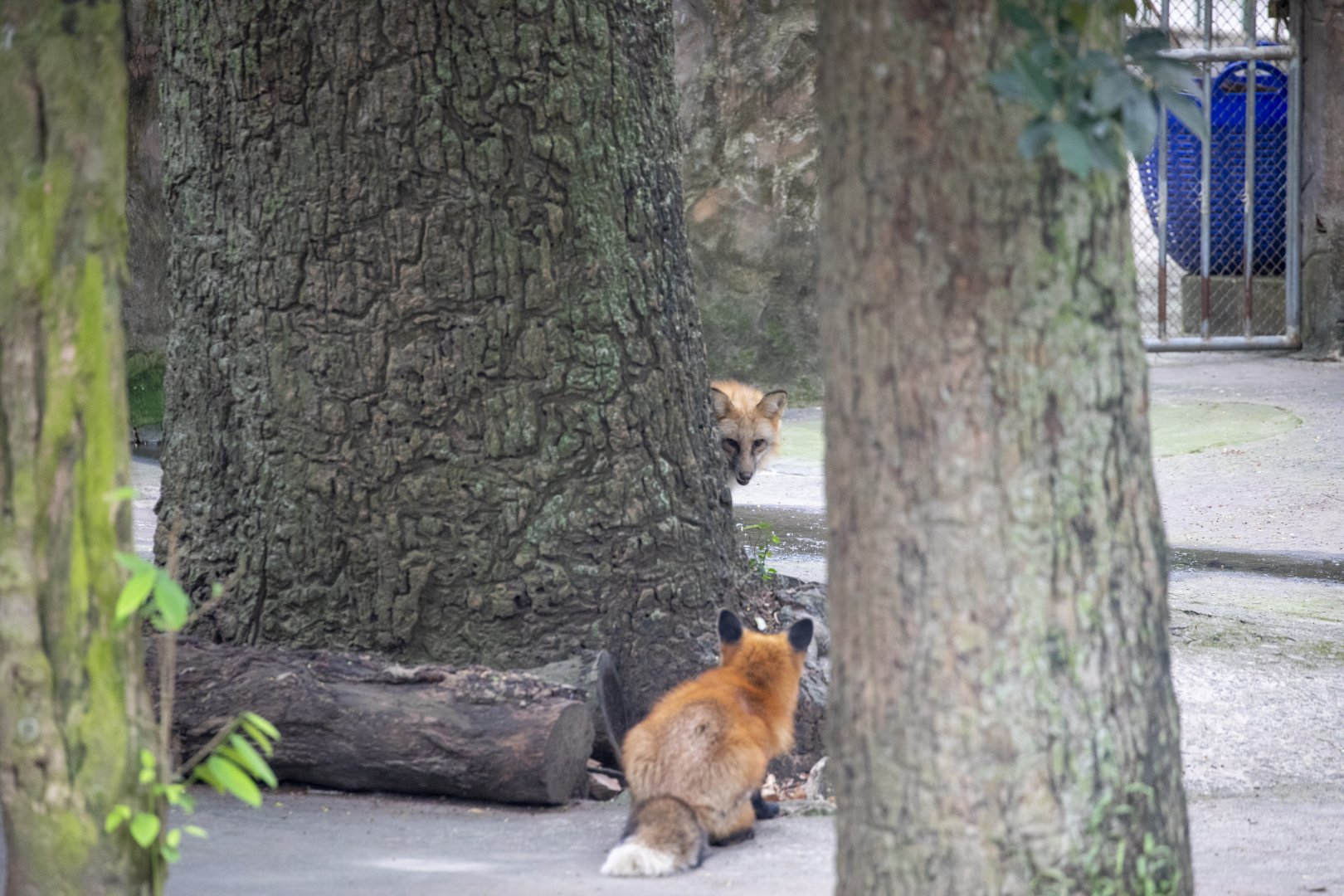 The red fox (Vulpes vulpes)