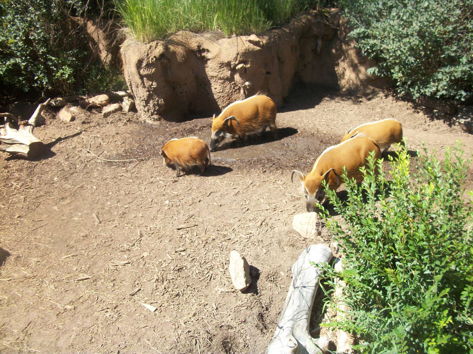 The Red River Hogs July 2012