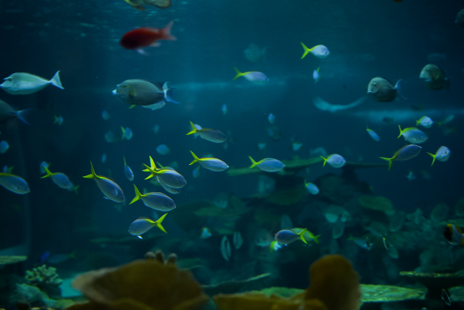 'The Reef' (a scene from the second floor)