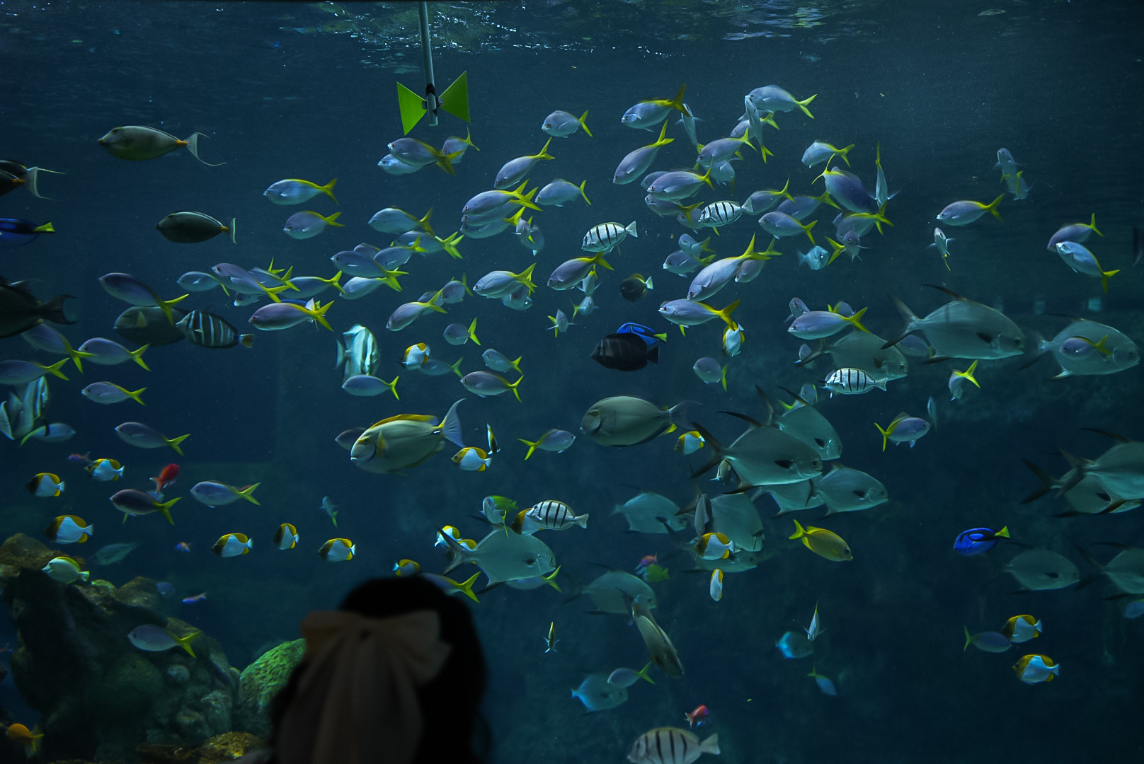 "The Reef" Feeding Frenzy