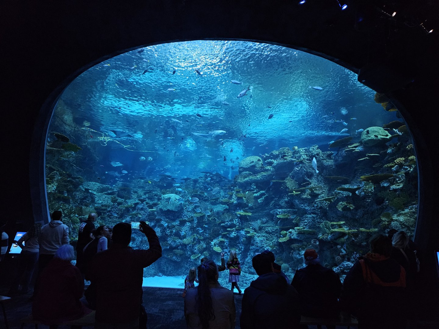 'The Reef' main viewing window (Ocean Pavilion)