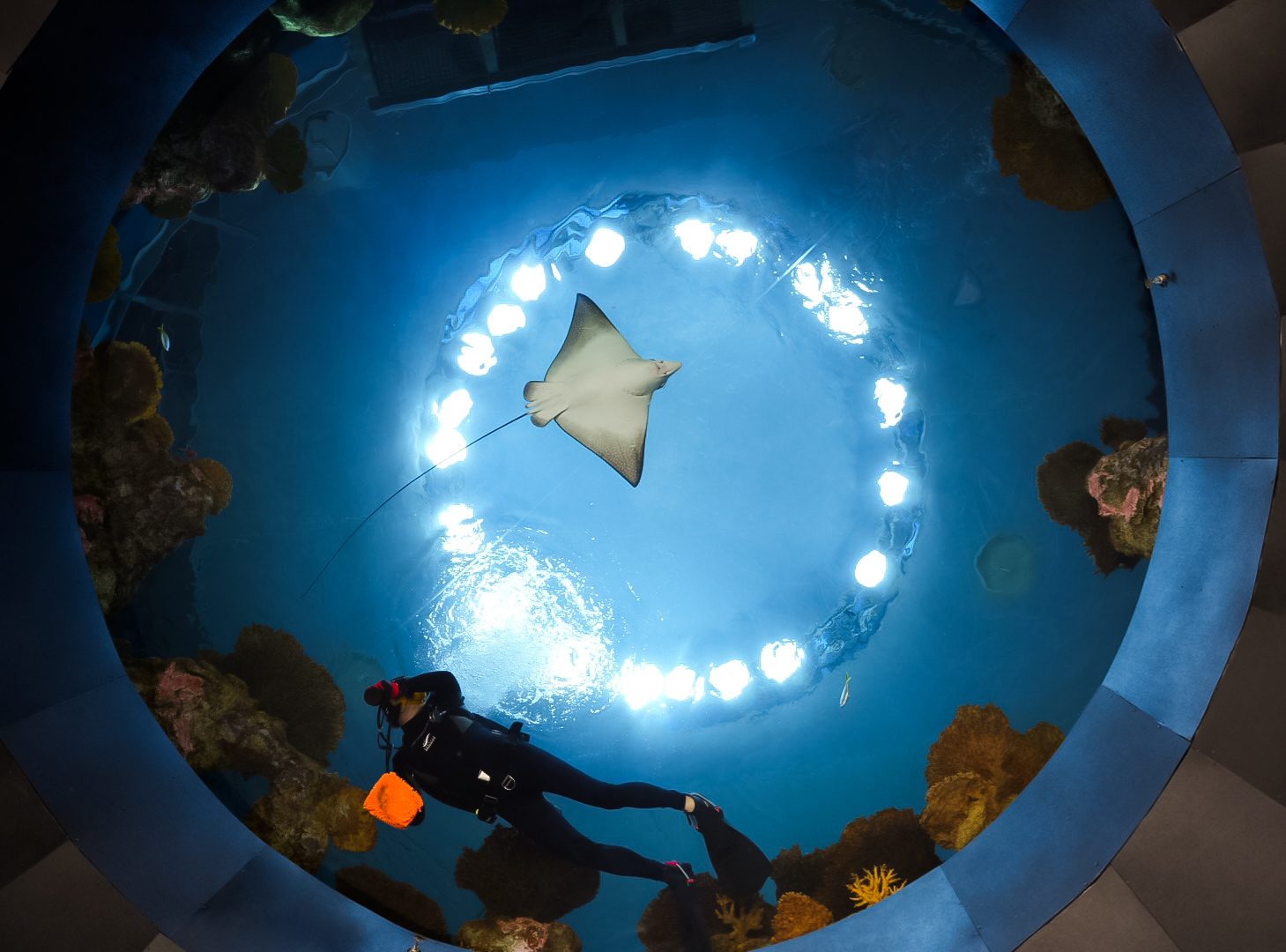 'The Reef' Oculus Window (ft. A diver)