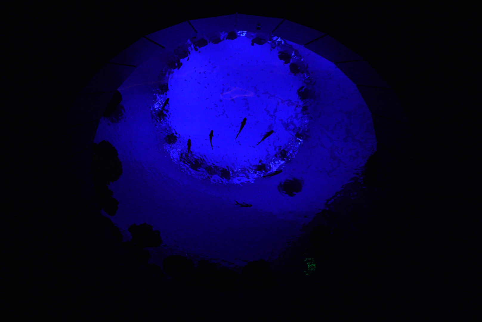 'The Reef' Oculus Window Night View