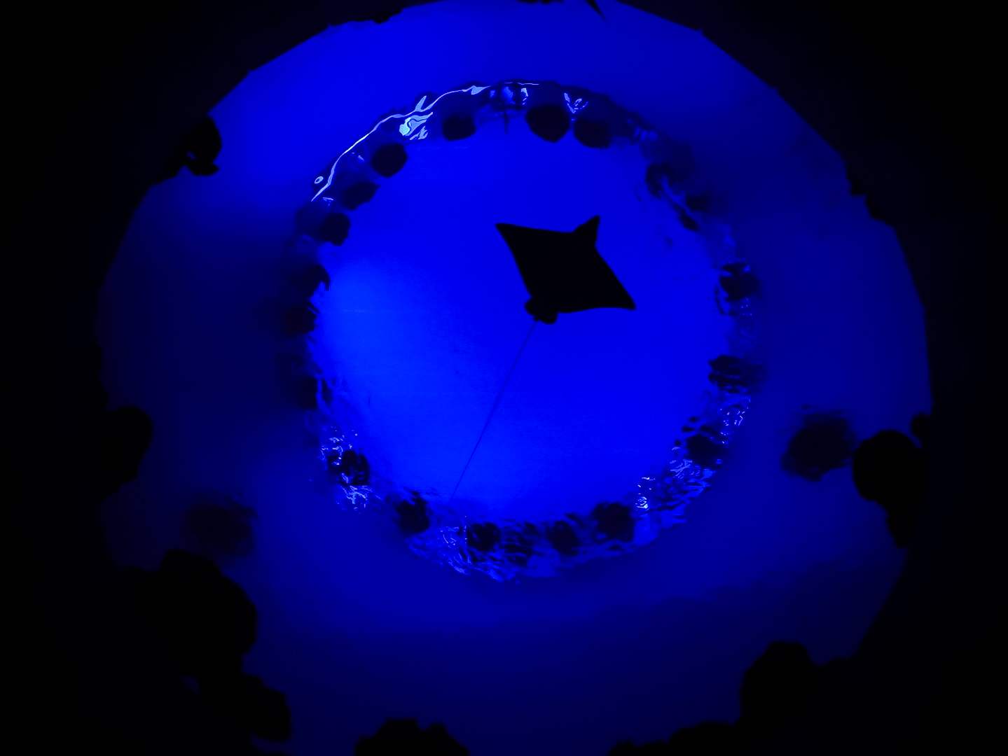 'The Reef' Oculus Window Nighttime (ft. an Eagle Ray)