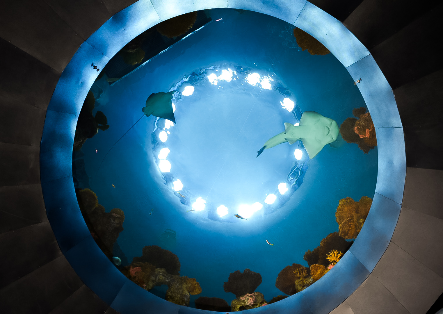 'The Reef' Oculus Window