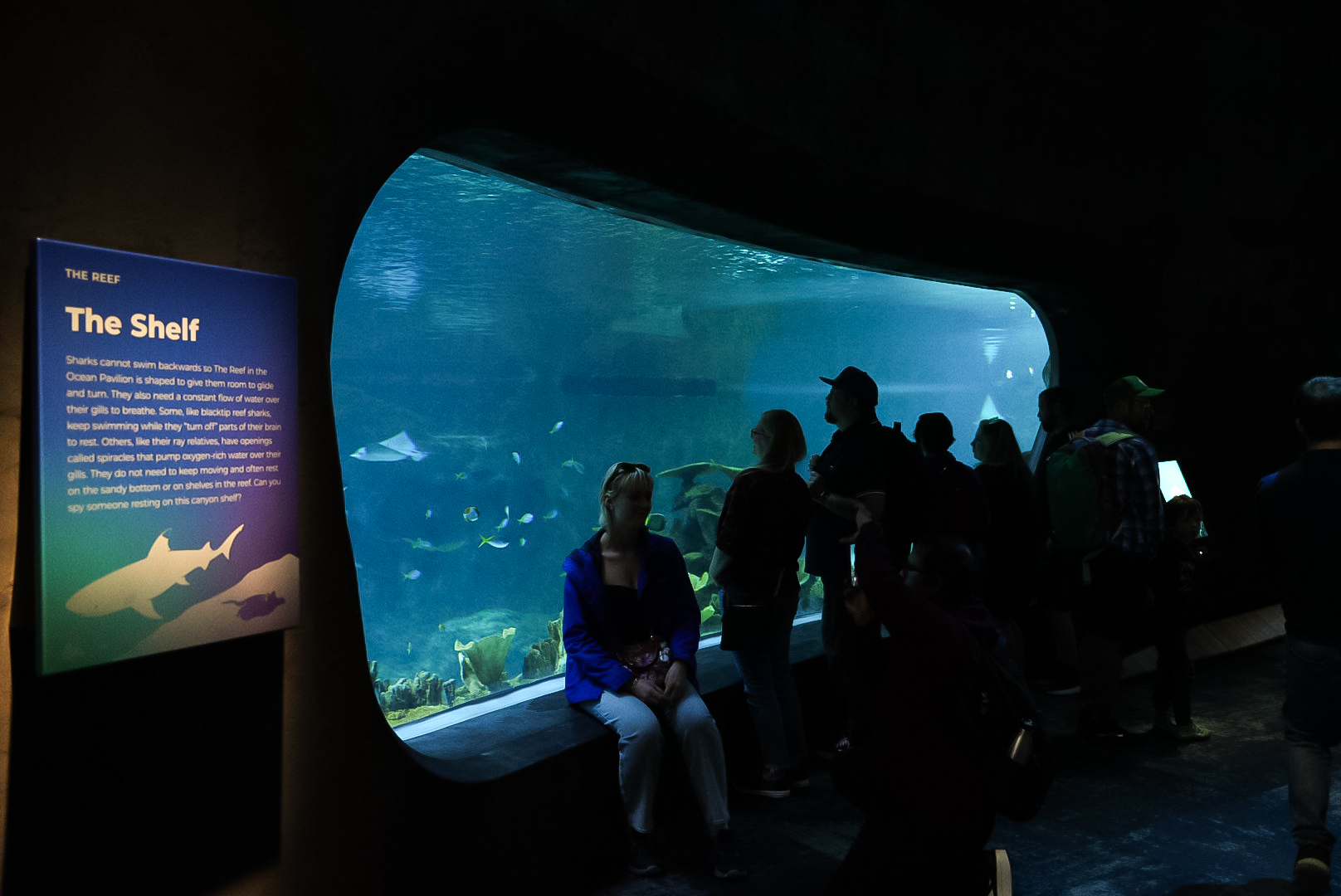 'The Reef' Shelf Window