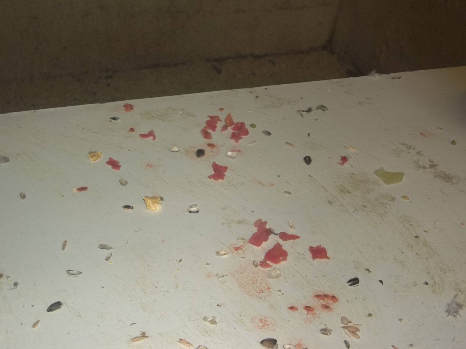 The remains of Eckie's tomato, 7th February 2015