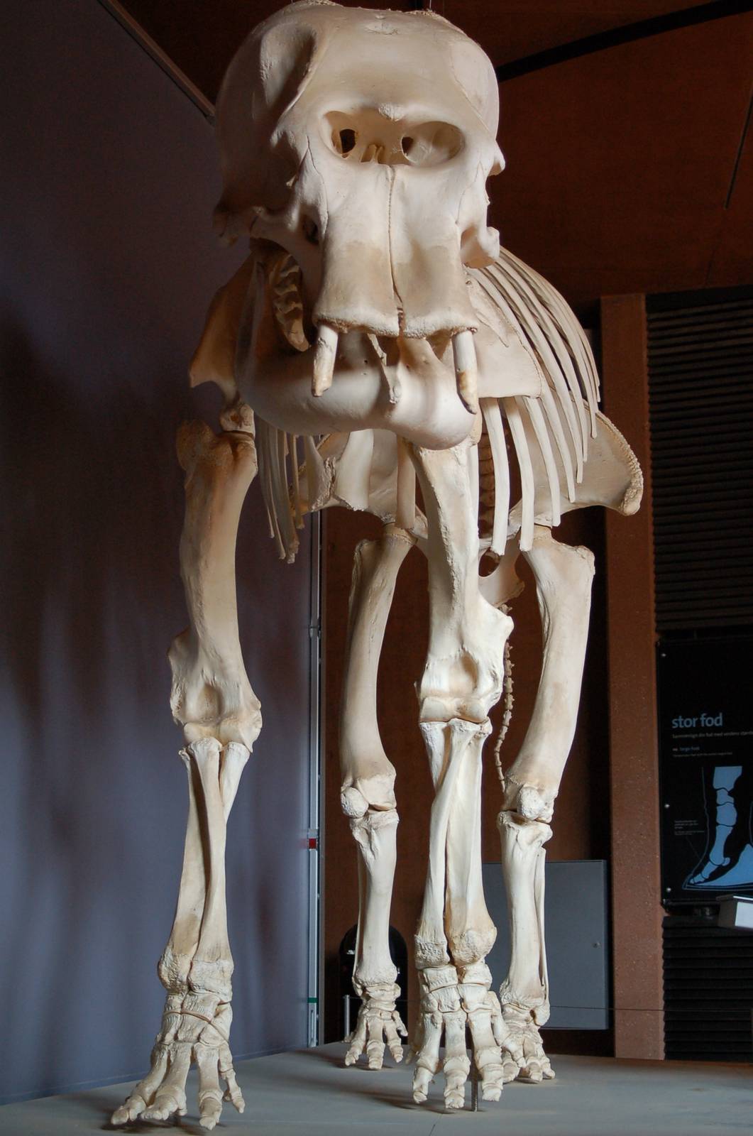 The remains of elephant Coco