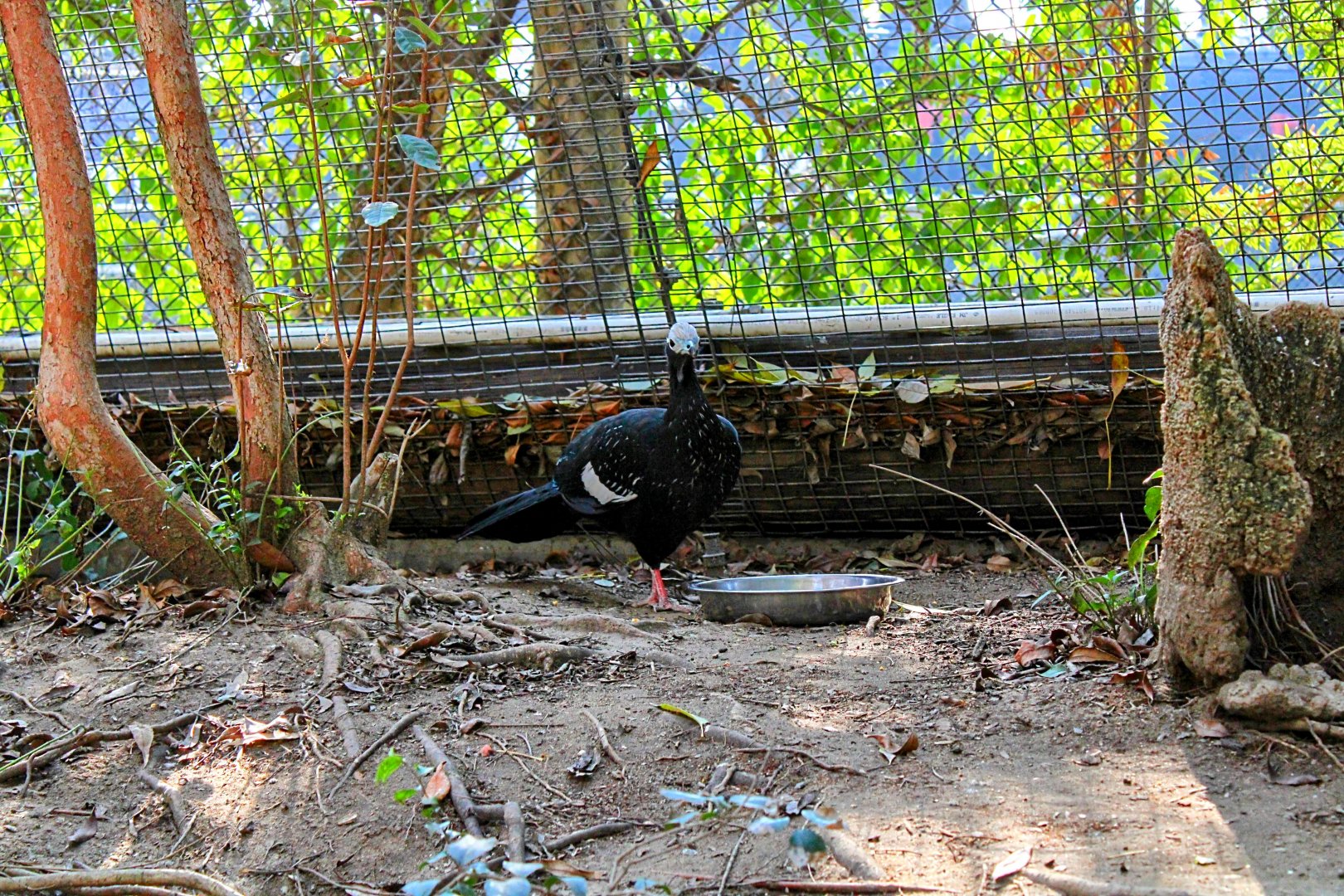 The Resident Blue-Throated Piping-Guan