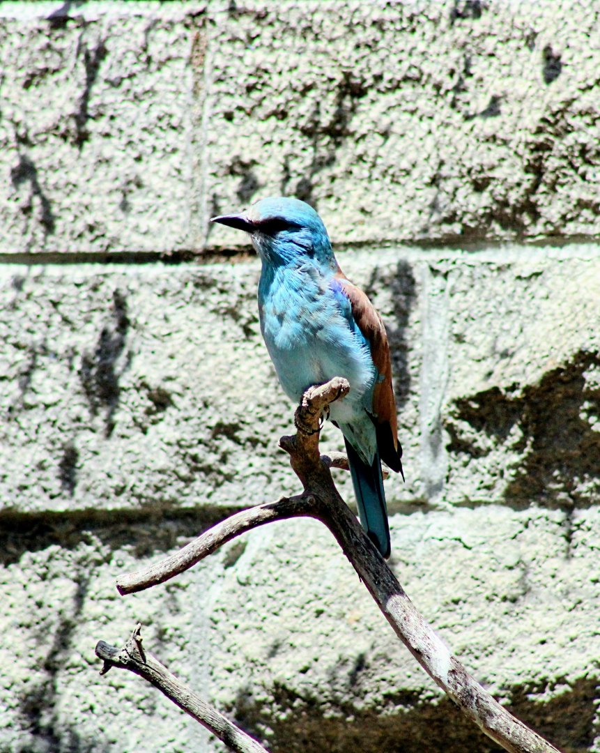 The Resident Male European Roller