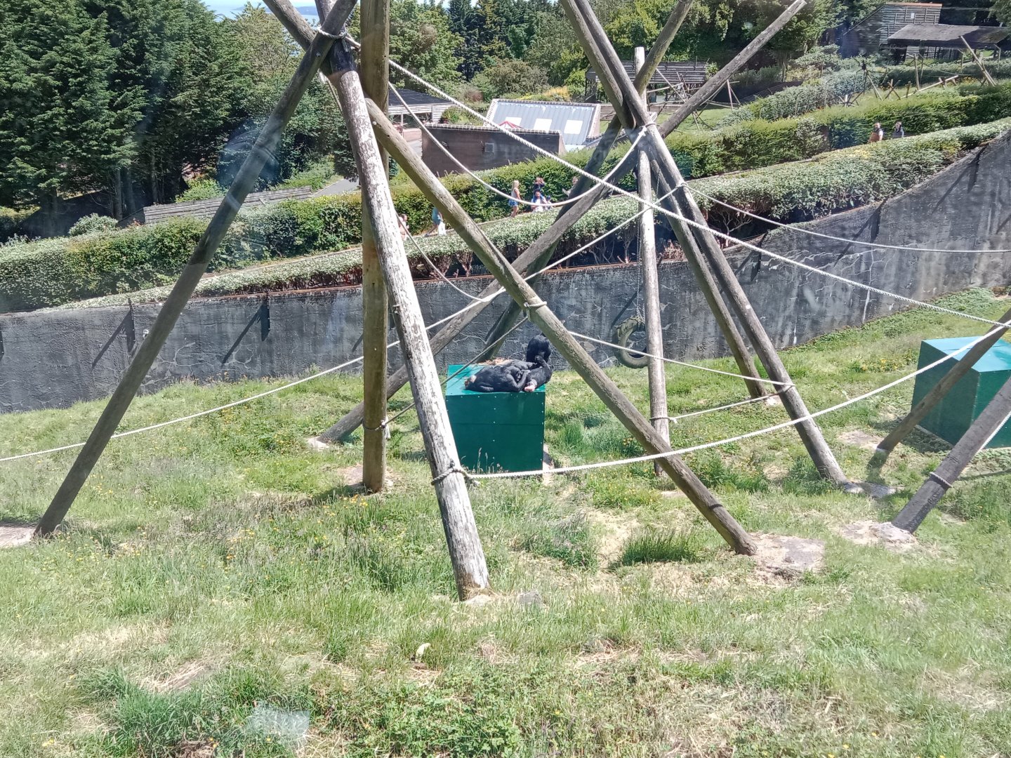 The rest of the troop and chimp enclosure