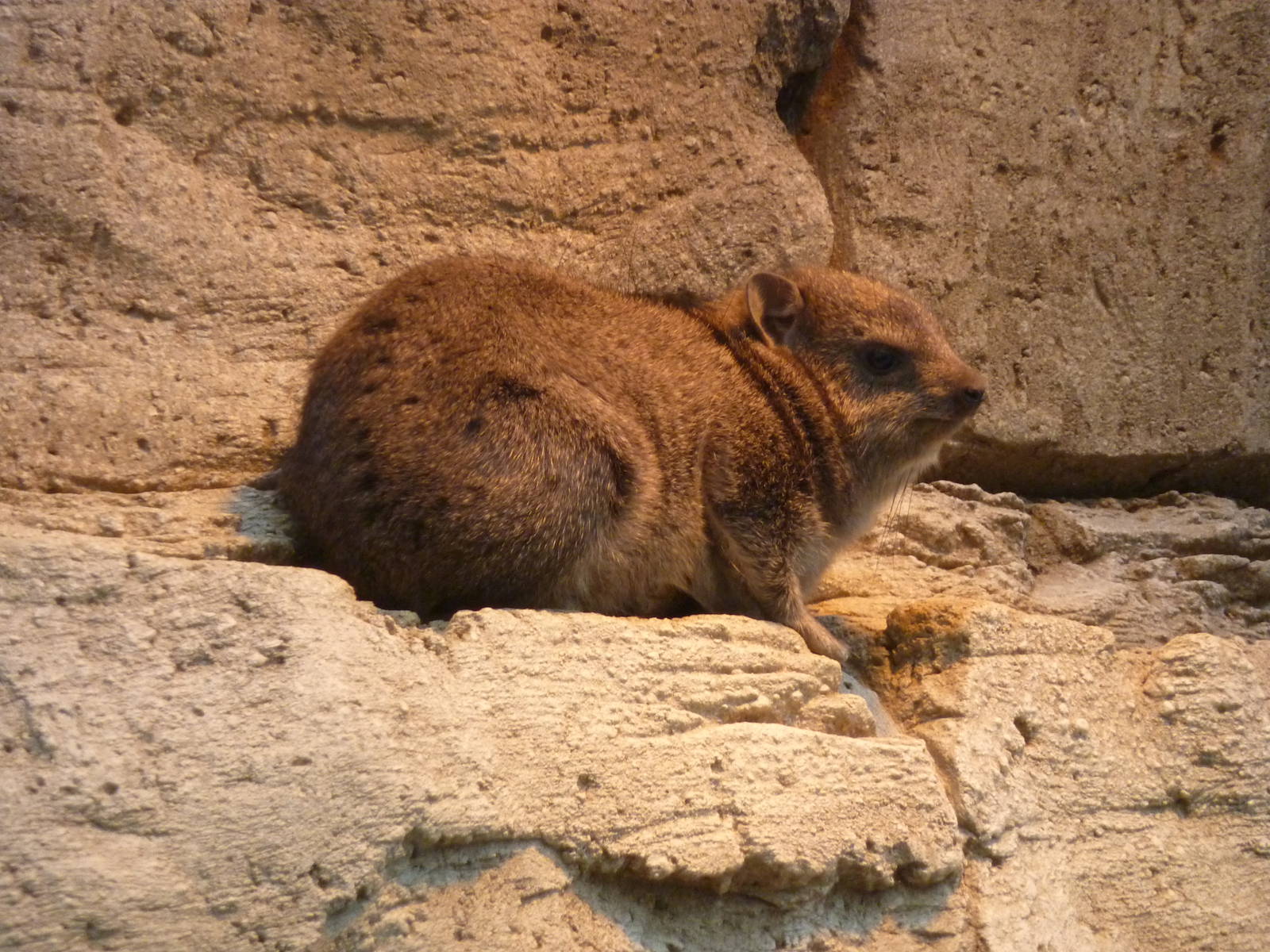 The restaurant's last hyrax