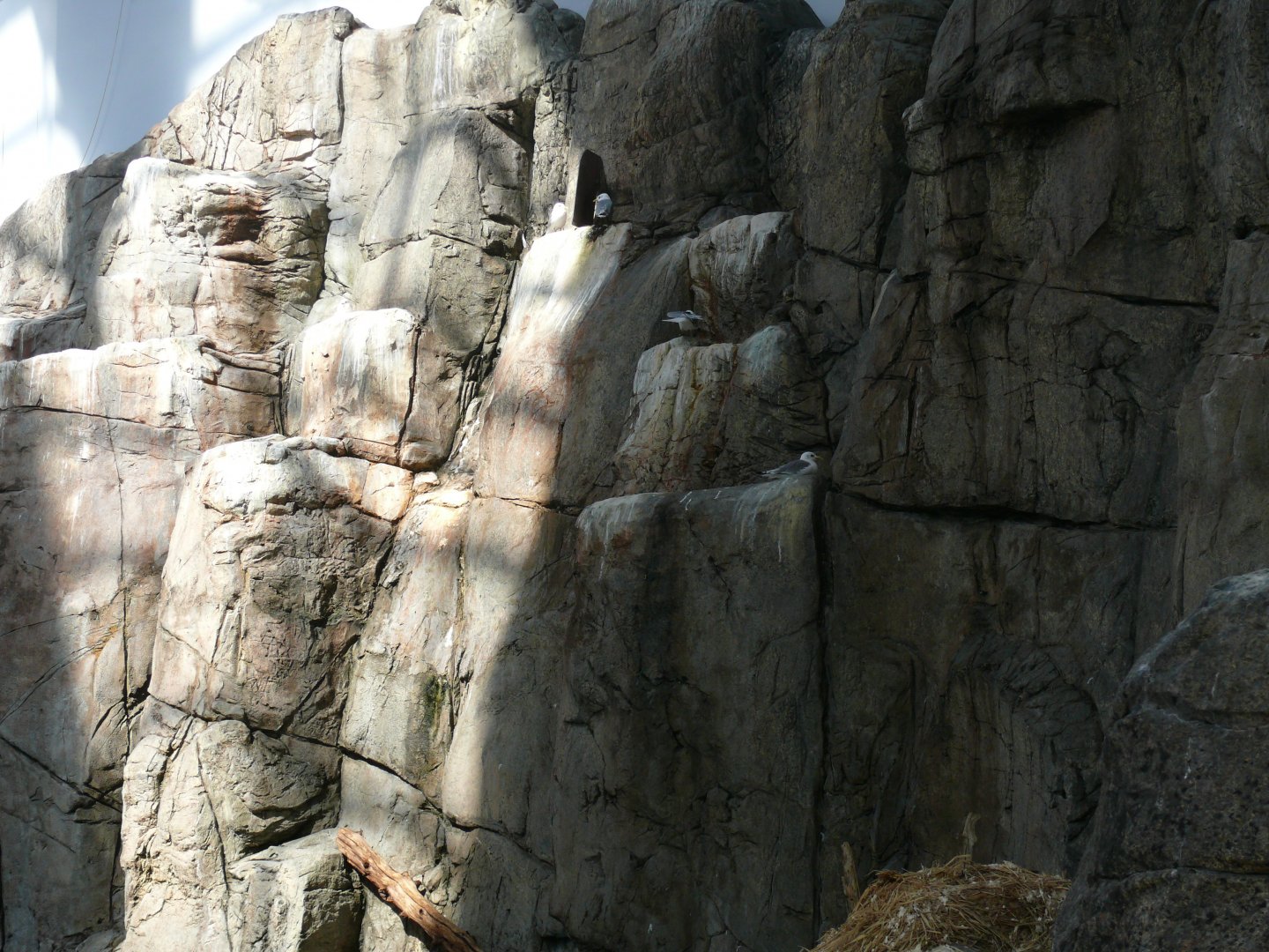 The resting and breeding cliff for the seabirds - reopening 31-08-2020