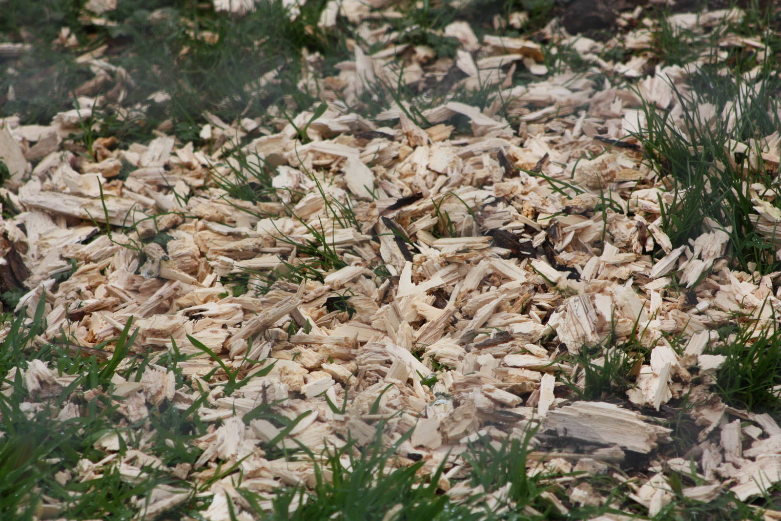 The result, 1st September 2014