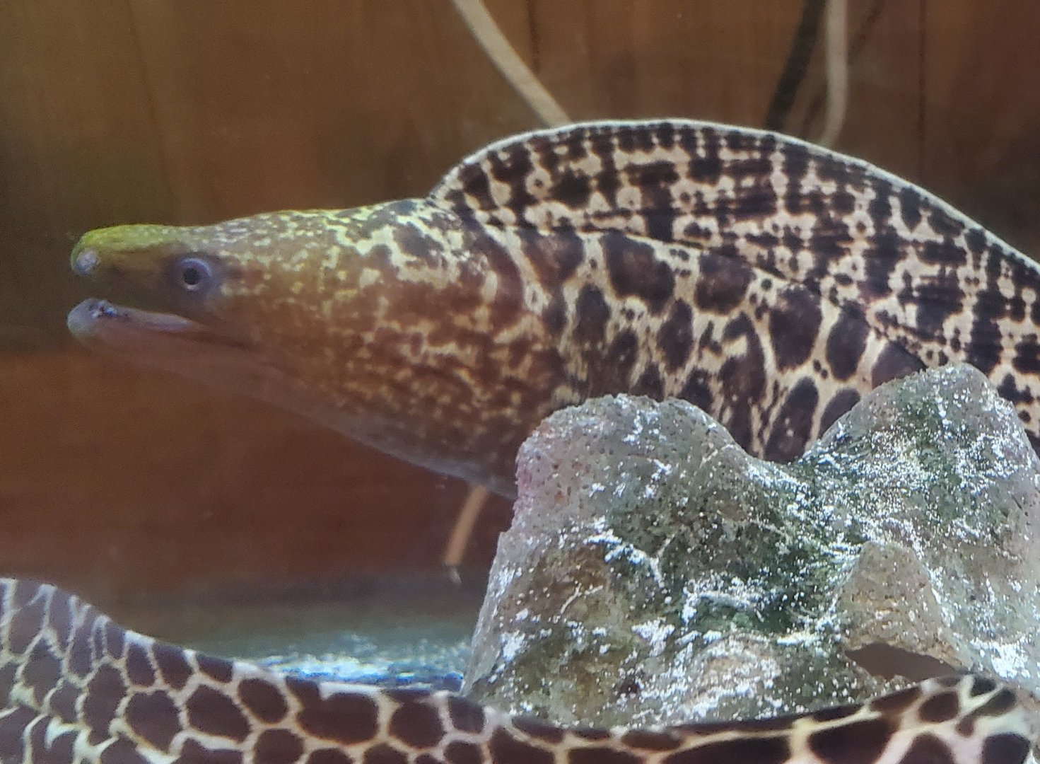 The River Center (2022) - Chain Moray