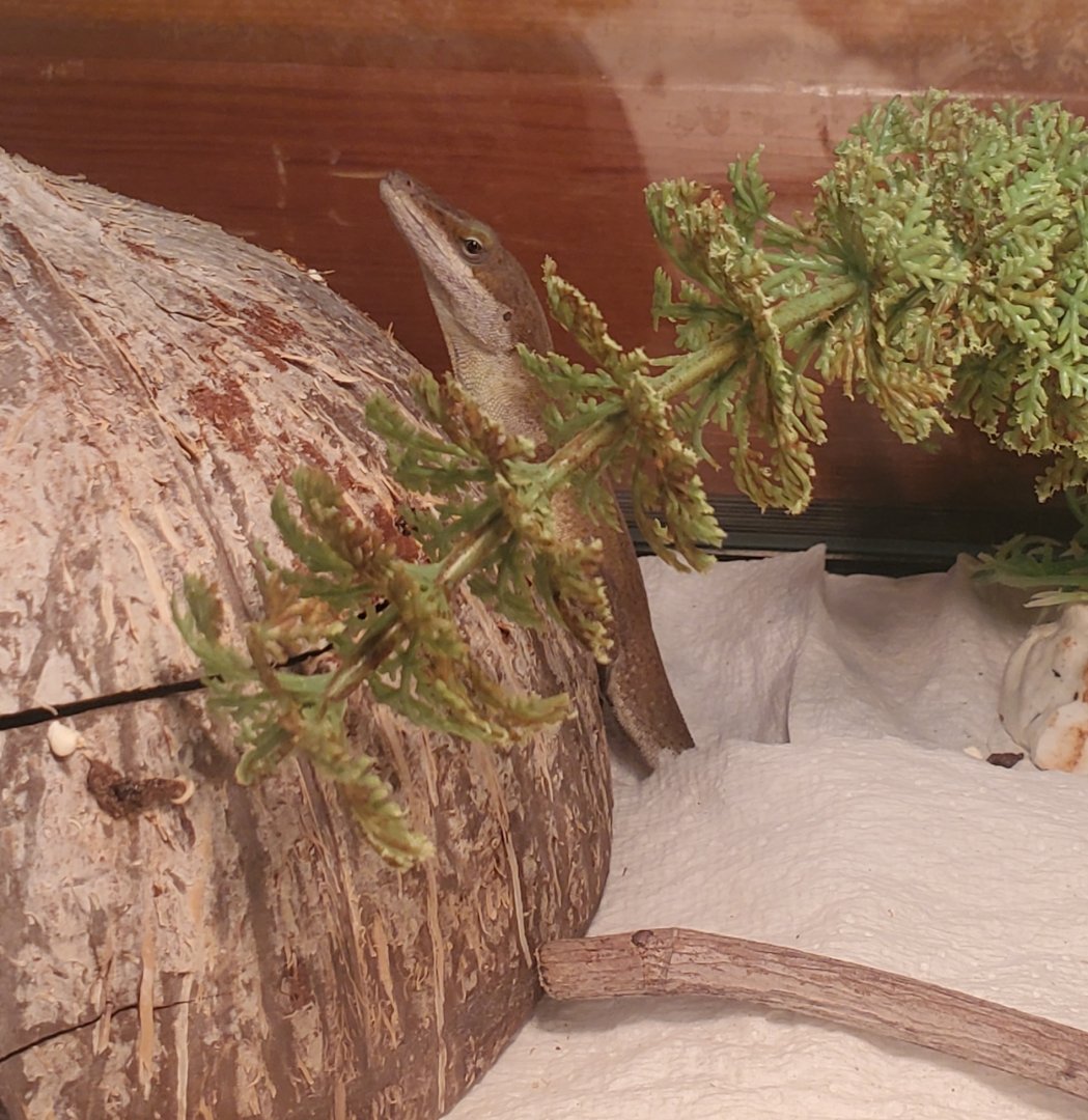 The River Center (2022) - Green Anole