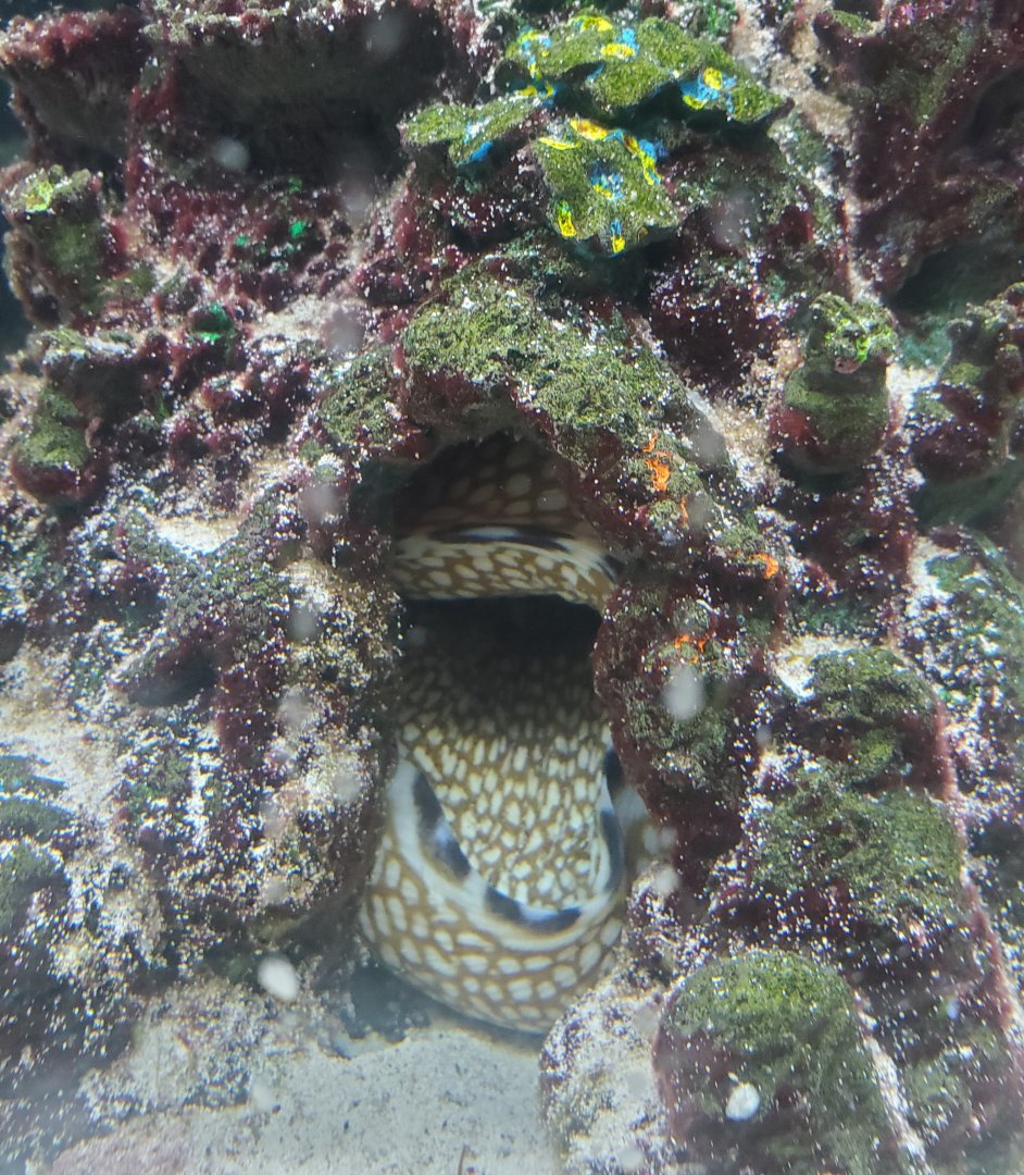 The River Center (2022) - Honeycomb Moray