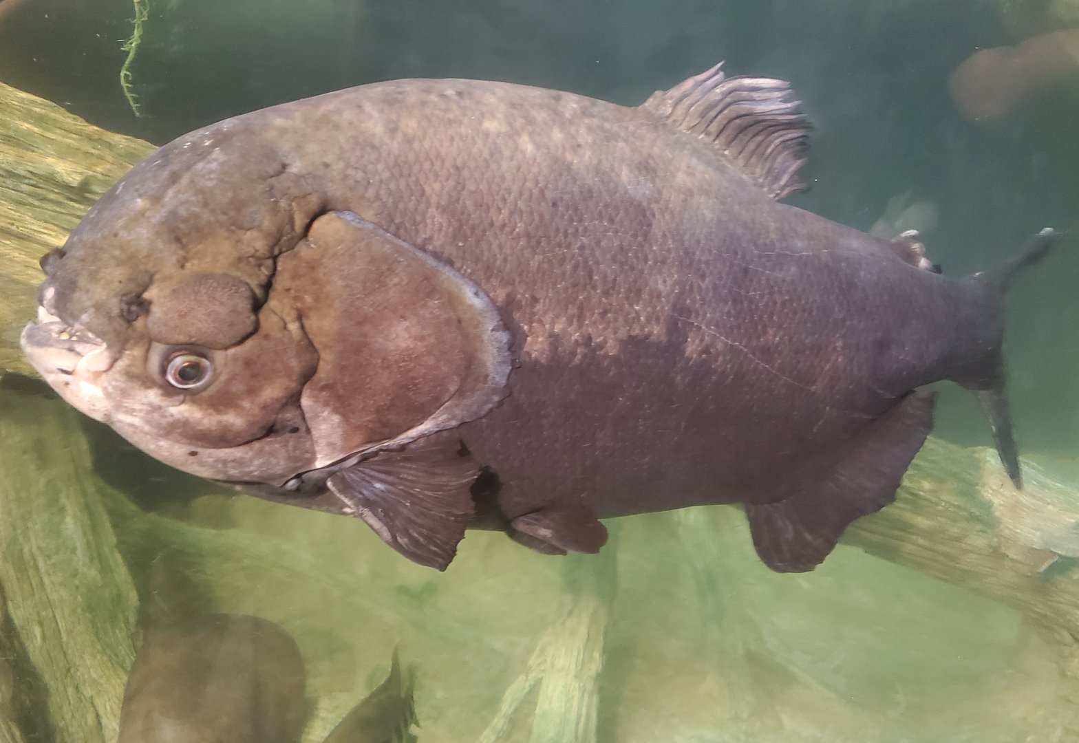 The River Center (2022) - Pacu