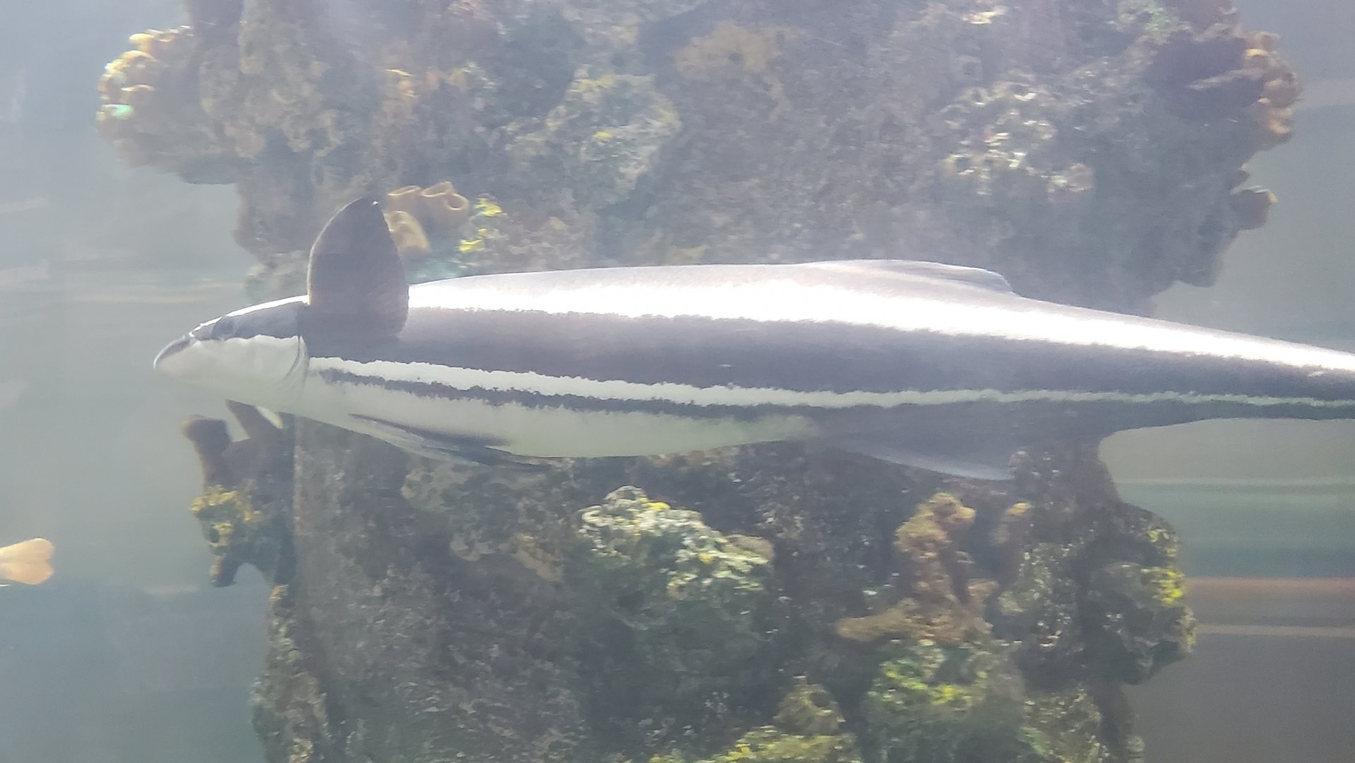 The River Center (2022) - Remora