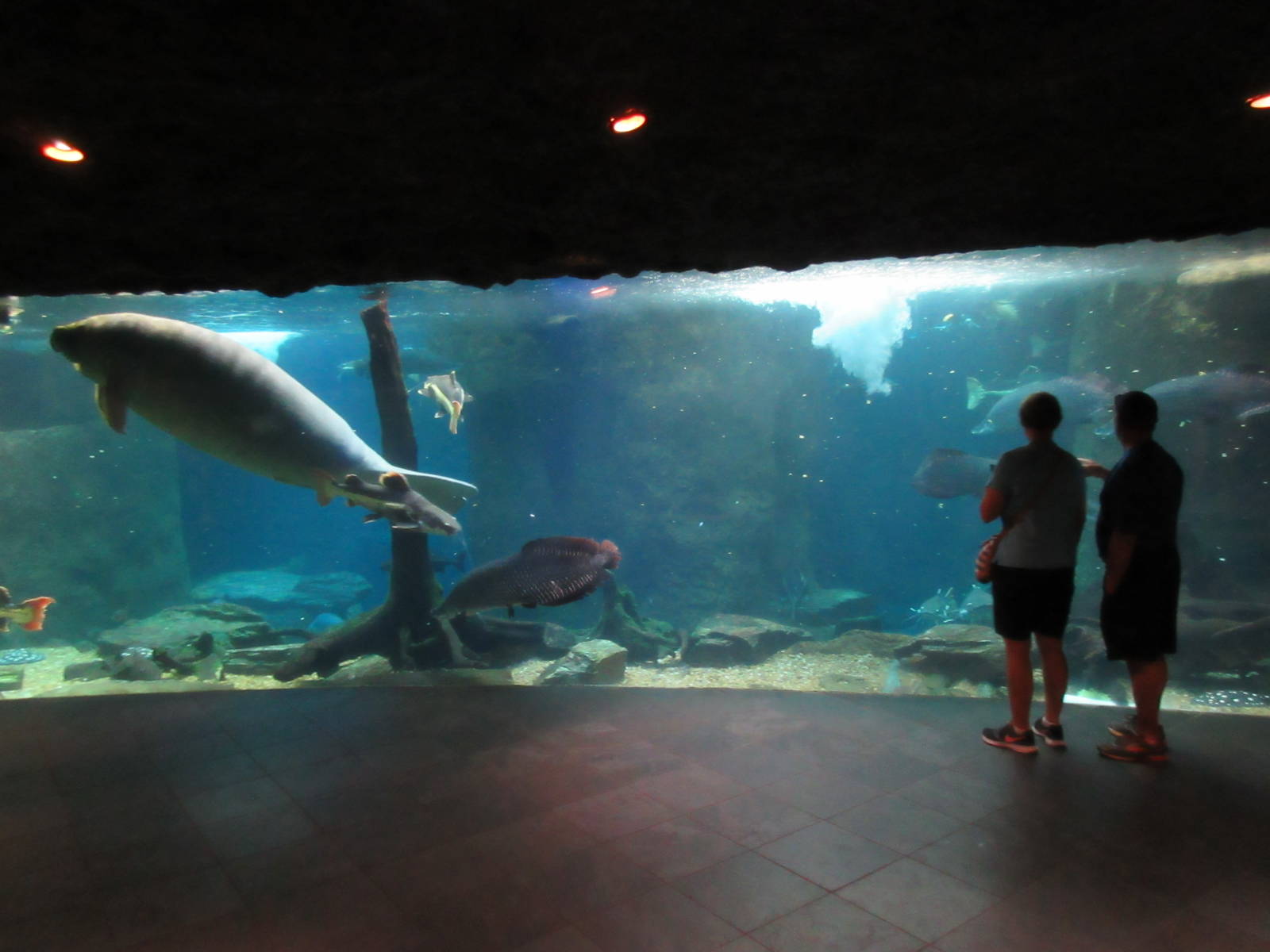 The River Exhibit (manatees, red-tailed catfish, at least 7 arapaima, etc)