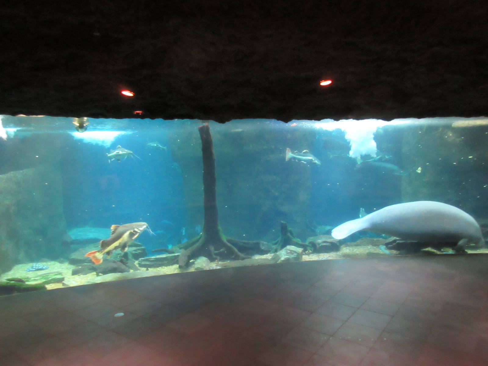 The River Exhibit (manatees, red-tailed catfish, at least 7 arapaima, etc)