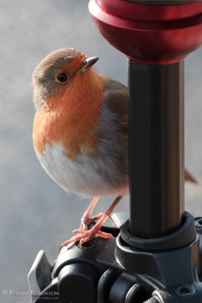 The Robin - A Photographers Friend