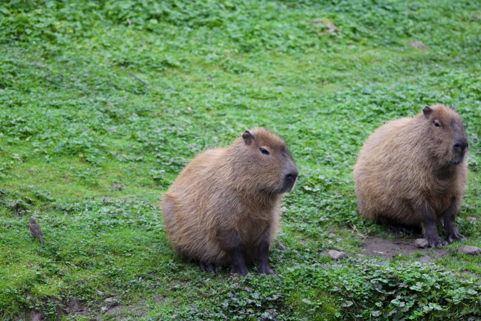 'The Rodents and the Robin'