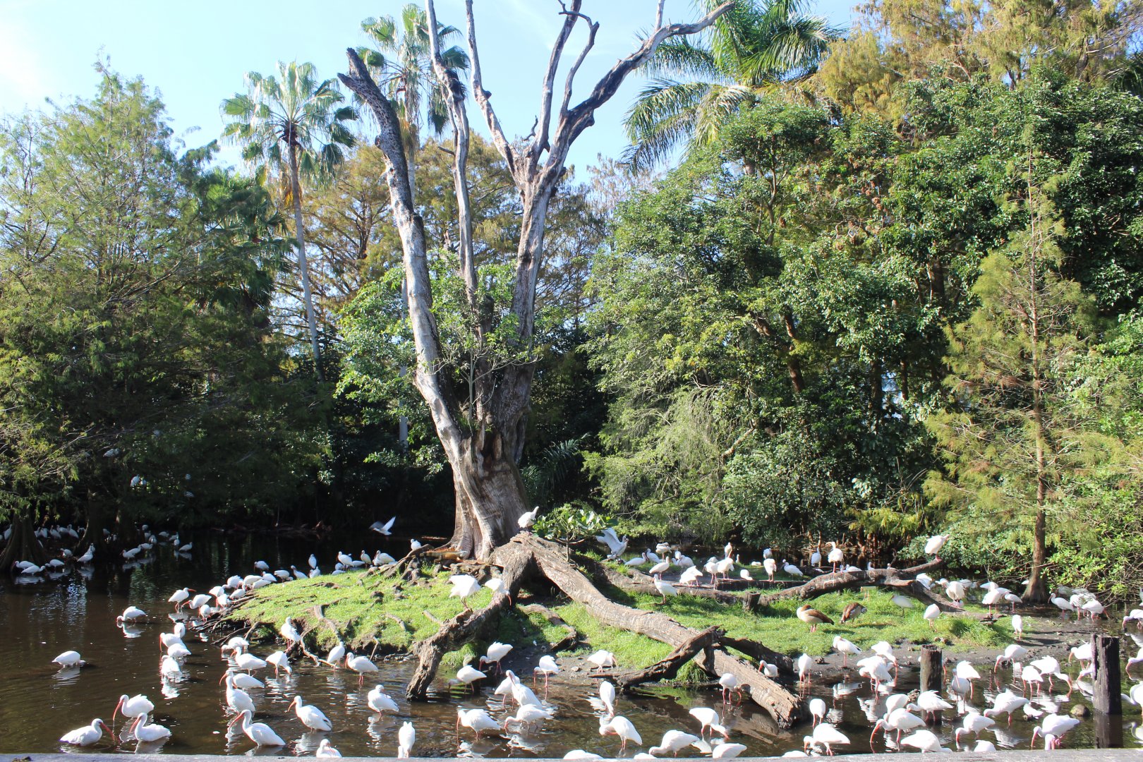The Roostery (With 200+ White Ibis)