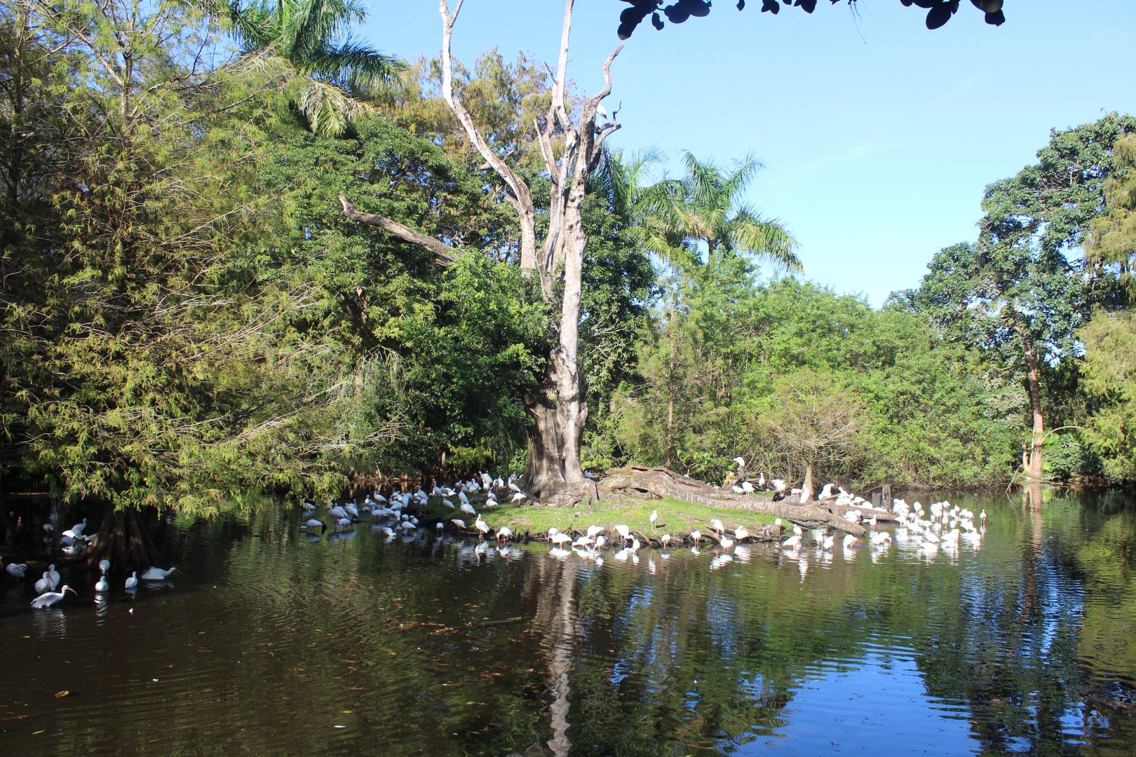 The Roostery (With 200+ White Ibis)