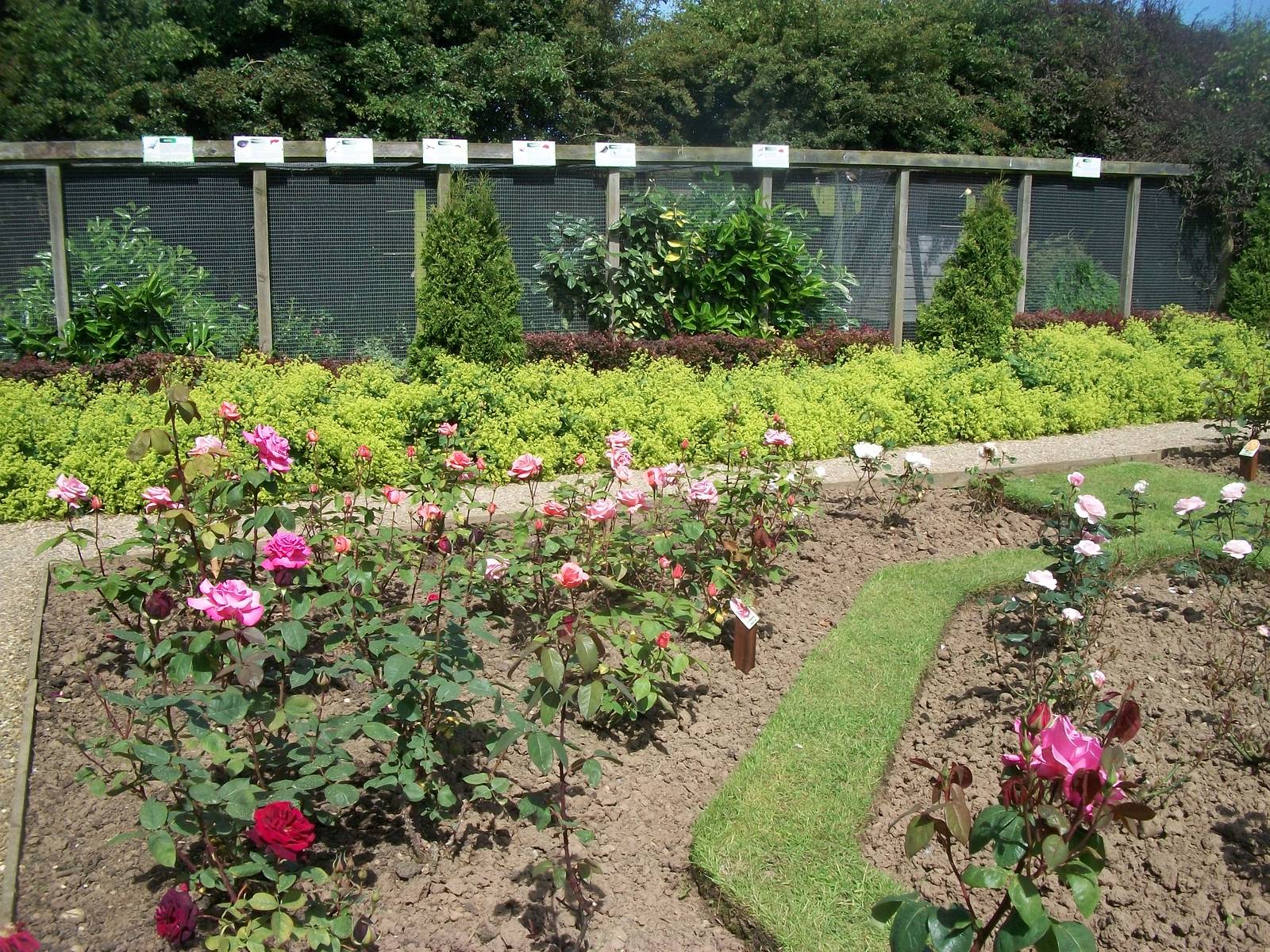 The rose garden coming into bloom, 19th June 2014