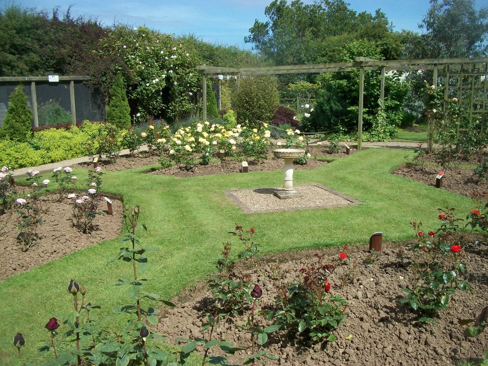 The rose garden coming into bloom, 19th June 2014