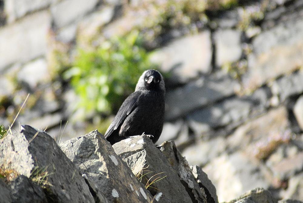 The royal jackdaw - Harlech Castle 2025