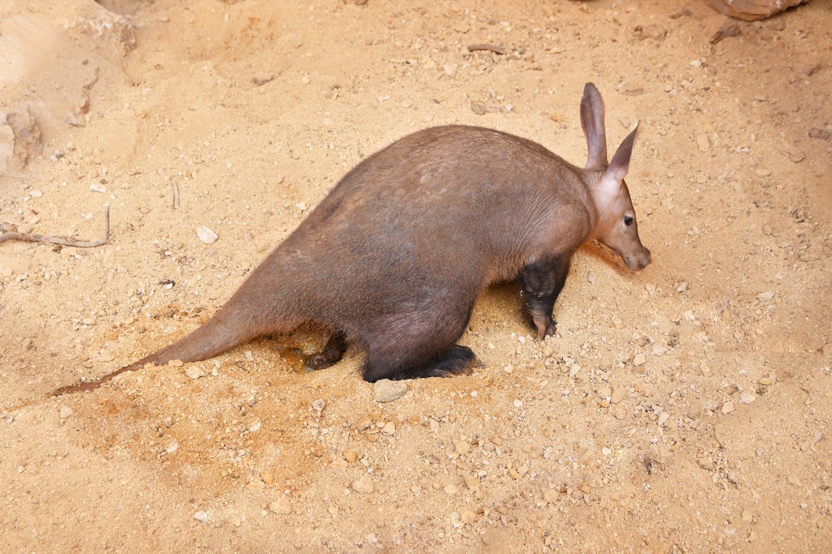 The s***ting aardvark !