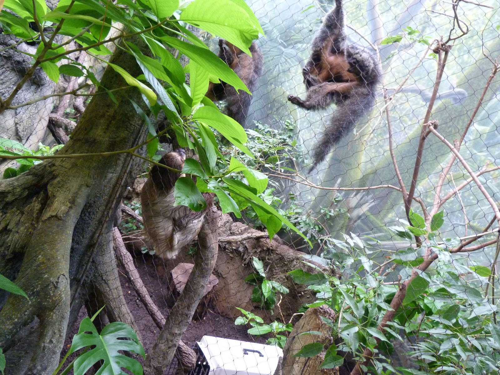 The Saki Monkeys are Intrigued!