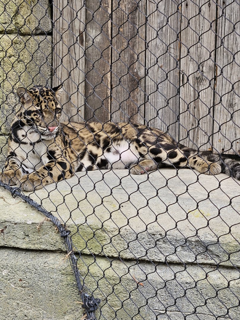 The same clouded leopard