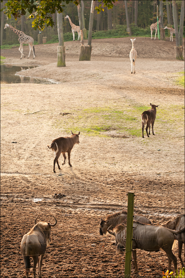 The savannah at Burgers Zoo