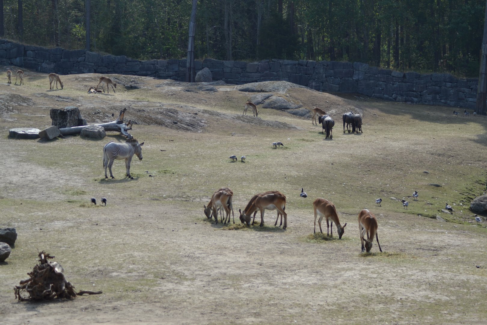 The savannah at Kolmården seen from the savannah lodge