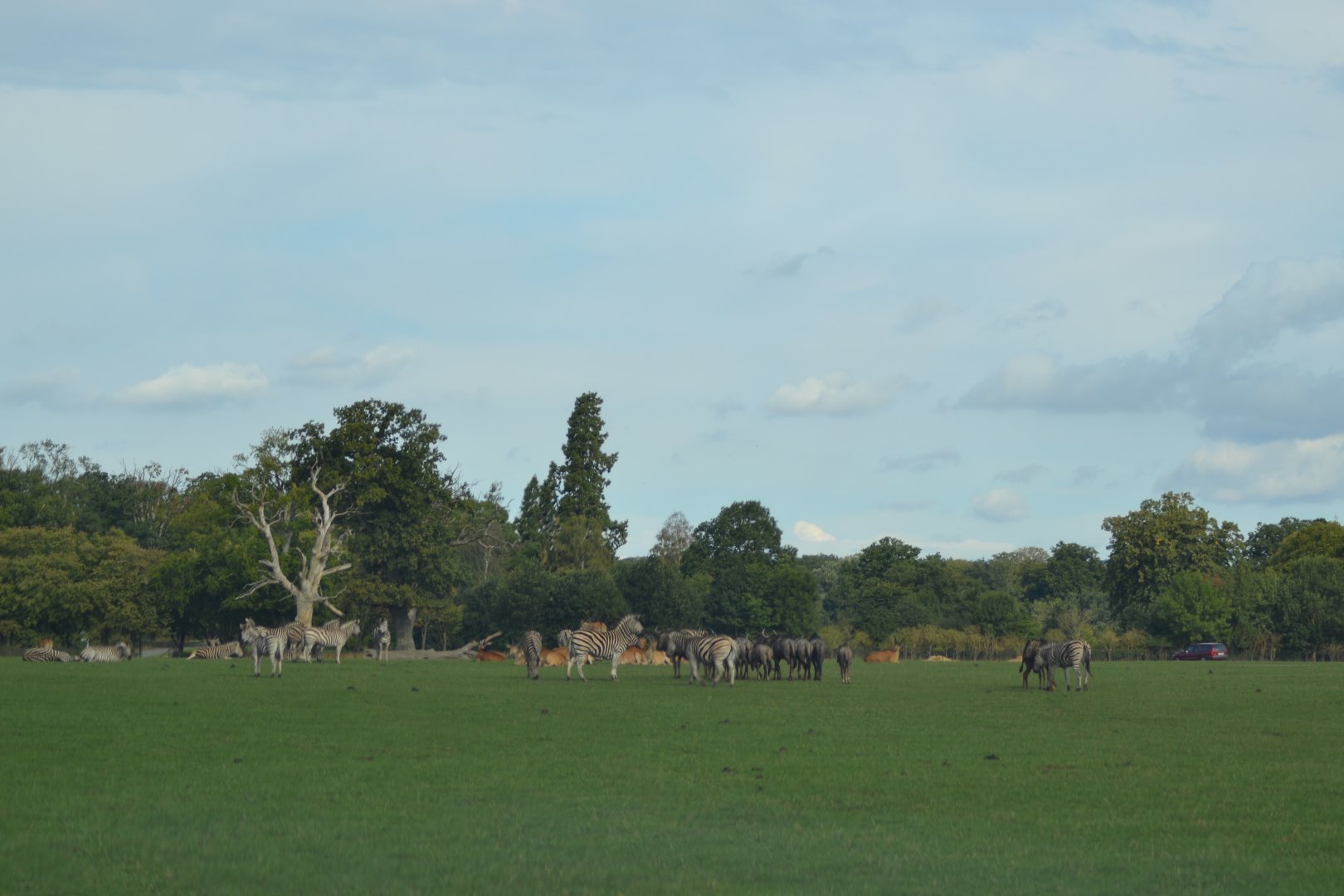 The savannah in Knuthenborg