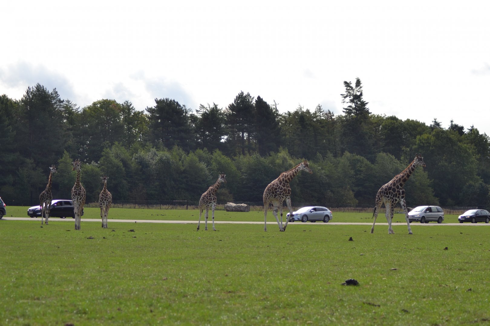 The savannah in Knuthenborg