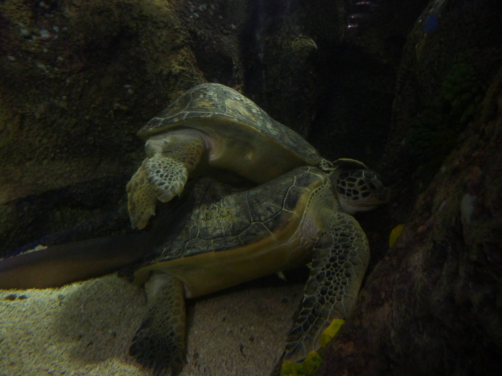 The scrum, 8th Feb 2012