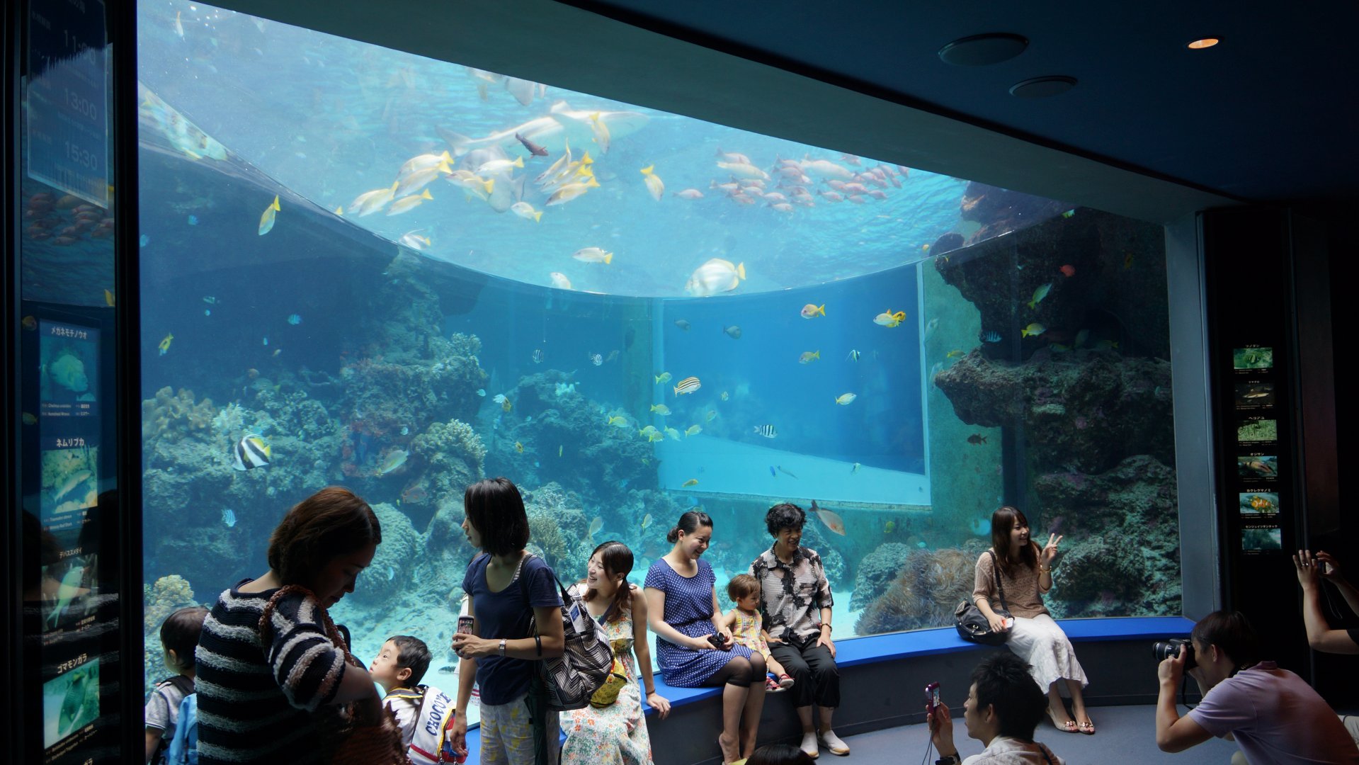 The Sea of Tropical Fish