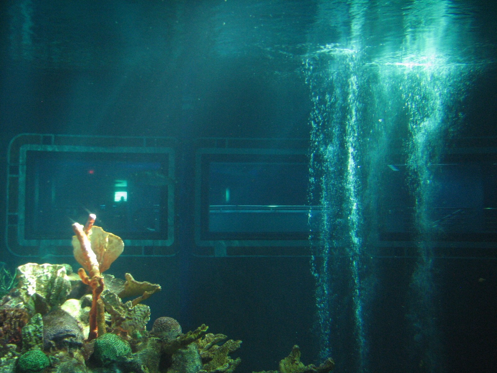 The Seas at EPCOT - Caribbean Coral Reef